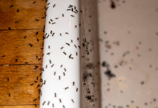 Best Mosquito Control Services  in Bee Ridge, FL