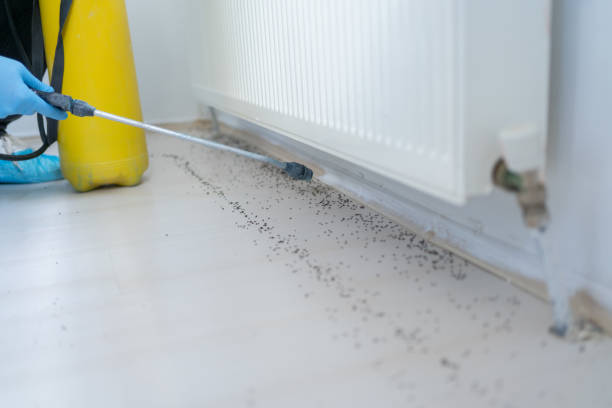 Best Local Pest Control Services  in Bee Ridge, FL